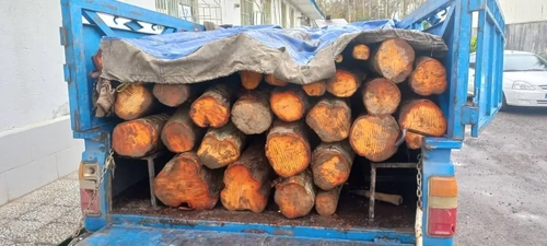 کشف ۱۴ تن چوب قاچاق در سیاهکل و دستگیری ۳ متهم