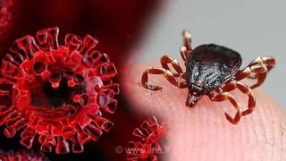 افزایش تب کریمه کنگو در یزد؛ یک فوتی و ۹ مورد ابتلا