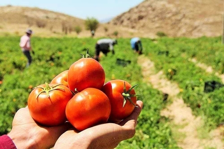 افزایش قیمت گوجه و پیاز؛ صادرات با چه شروطی مجاز شد؟