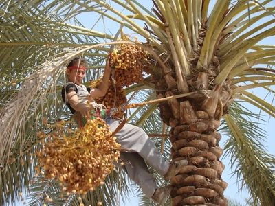 برداشت بیش از ۳۰ هزار تن خرما در فراشبند پیش‌بینی شد