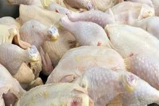 خیز بلند هرمزگان در تولید گوشت سفید؛ ثبت رکورد ۱۲ هزار تنی در واحدهای پرورش طیور استان