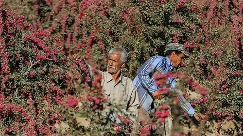 افین در خراسان جنوبی؛ روایتی از بزرگترین باغ زرشک جهان و خاستگاه این محصول مرغوب ایرانی