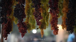 جشنواره انگور ارومیه؛ نمادی از رونق باغ‌های آذربایجان غربی