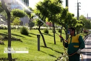 عملیات احیای درختان آسیب‌دیده در بوستان‌های شهر با استفاده از قارچ‌کش‌های گیاهی اجرا شد
