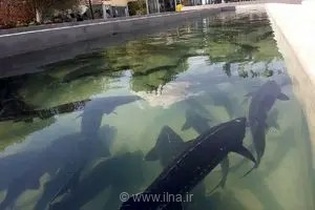 درخشش استان مرکزی در صنعت آبزی‌پروری؛ کسب جایگاه دهم کشور در تولید ماهیان خاویاری و یازدهم در قزل‌آلا