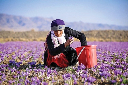 افغانستان، رقیب جدید ایران در بازار جهانی زعفران؛ سود به جیب تجار افغان