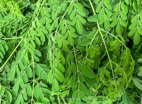 گز روغن (مورینگا)؛ گیاهی با خواص آنتی‌اکسیدانی و ارزش غذایی بالا