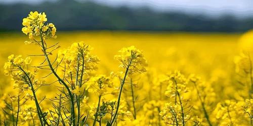 آغاز فعالیت ۲۵ مزرعه الگویی کلزا و چغندرقند در خوزستان