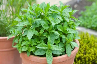 از نعناع شکلاتی تا آناناسی؛ معرفی 12 نوع نعناع با عطر و طعم متفاوت
