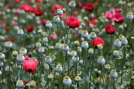 مجوز کشت شاهدانه صنعتی و شقایق ایرانی با هدف خودکفایی دارویی