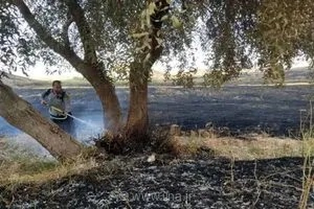 مهار آتش‌سوزی در جنگل‌های ایزدشهر نور؛ عامل انسانی علت اصلی حریق اعلام شد