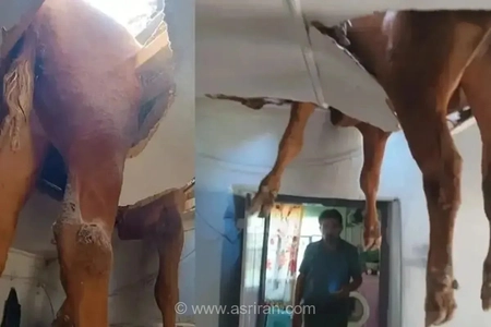 سقوط گاو نر از پشت‌بام به داخل خانه در حادثه‌ای عجیب