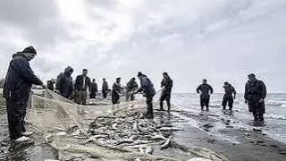 آغاز صید ماهی استخوانی در مازندران از نیمه مهر