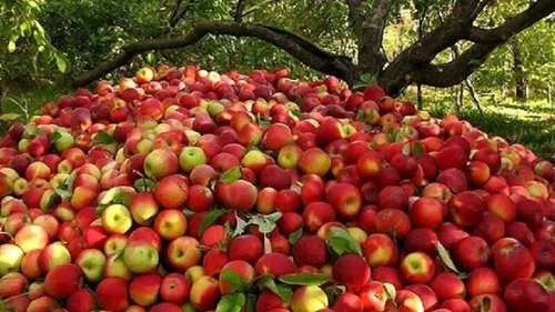 نگرانی باغداران آذربایجان غربی از بلاتکلیفی سیب در آستانه برداشت