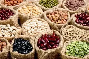 کاهش چشمگیر مصرف آب در تولید لوبیا با تحقیقات نوین در خمین