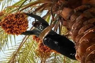 پیش بینی برداشت ۲۰۰ هزار تن محصول خرما در استان هرمزگان