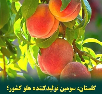 درخشش گلستان در باغداری کشور؛ کسب رتبه سوم تولید هلو با برداشت سالانه ۴۷ هزار تن محصول