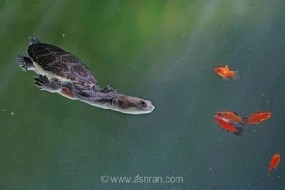 شکار سریع لاک‌پشت: ویدیویی از سرعت باورنکردنی این جانور