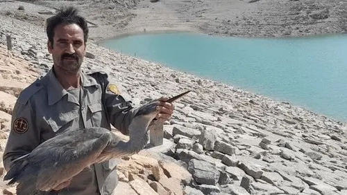 رهاسازی حواصیل خاکستری در دالانکوه