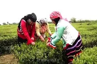 پرداخت ۱۵۰ میلیارد تومان دیگر از مطالبات چایکاران شمال کشور