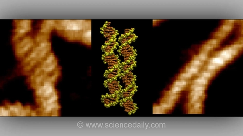 مشاهده مستقیم فرآیند اتصال دو رشته DNA برای اولین بار
