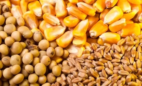 وضع مطلوب ذخایر نهاده‌های دامی و پروتئینی در کشور