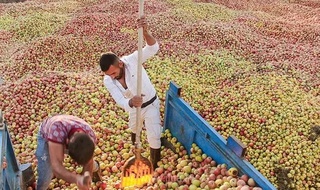 شروع خرید توافقی سیب درجه ۳ از باغداران آذربایجان غربی