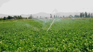 افزایش کشت فراسرزمینی ایران در قزاقستان؛ توافق با وزیر جهاد کشاورزی