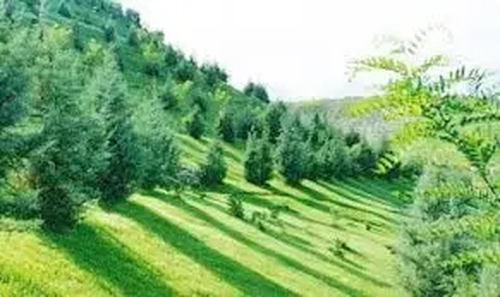 اجرای طرح کمربند سبز در محورهای پرتردد مازندران