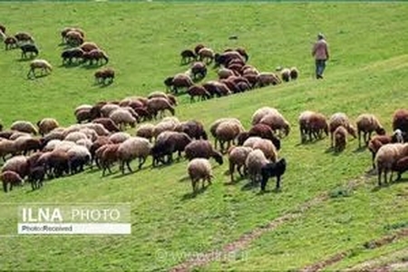 جلوگیری از ورود هزاران رأس دام غیرمجاز به مراتع ولایترود کرج و تشکیل ۷ پرونده تخلف قضایی