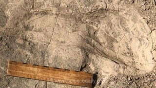 ردپاهای 1.4 میلیون ساله نشان‌دهنده خویشاوند بزرگ‌جثه انسان
