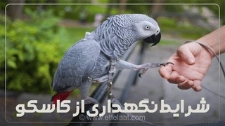 نگهداری آسان کاسکو با رعایت چند نکته ساده