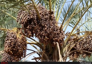 آغاز طرح ملی مدیریت ضایعات خرما در بهبهان