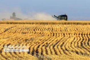 ثبت رکورد طلایی در تولید گندم؛ خرید تضمینی از مرز ۷.۵ میلیون تن گذشت و مطالبات کشاورزان پرداخت می‌شود