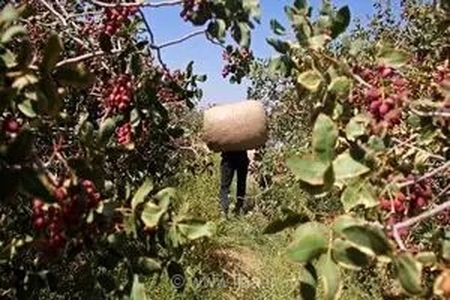 پسته زرندیه در محاصره بحران؛ از خاموشی‌های مکرر و خشکسالی تا چالش‌های صادراتی و ارزی