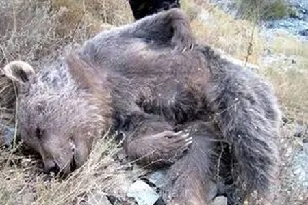 کشته شدن خرس قهوه‌ای ماده در مشگین‌شهر / تشکیل پرونده قضایی