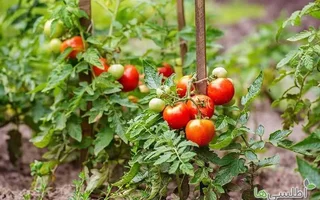 تولید سبزی و صیفی متناسب با منابع آب