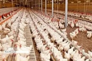 خیز بلند لرستان در تولید مرغ؛ افزایش ۴۰ درصدی جوجه‌ریزی و تضمین تأمین گوشت سفید تا دو ماه آینده