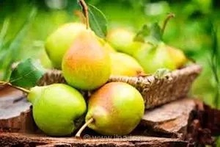 خیز باغداران قزوینی برای برداشت ۵۰ هزار تن گلابی؛ آغاز فصل برداشت در ۲۹۰۰ هکتار از باغات استان