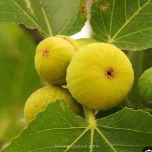 خیز کرمانشاه برای تولید ۷ هزار تن انجیر مرغوب؛ ریجاب قطب اصلی تولید این محصول در استان