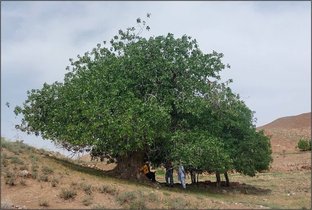 ثبت ملی درخت پسته کهنسال در خراسان رضوی