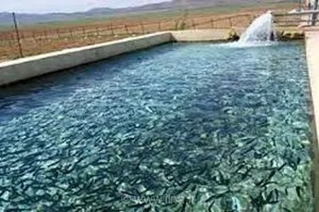 رهاسازی ۳.۵ میلیون قطعه بچه‌ماهی سردابی در قزوین