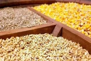 واردات نهاده دامی آلوده به کشور صحت ندارد