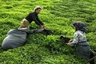پرداخت ۲۵۱ میلیارد تومان دیگر از مطالبات چایکاران شمال کشور