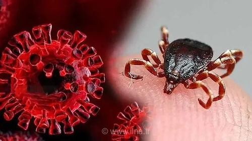 افزایش تب کریمه کنگو در یزد؛ یک فوتی و ۹ مورد ابتلا