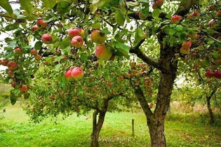 آذربایجان غربی قطب تولید سیب در ایران/ صادرات ۶۰ هزار تنی در سال گذشته
