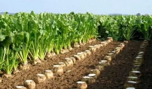 هدف‌گذاری کشت ۶۰ تا ۶۵ هزار هکتار چغندرقند پاییزه در خوزستان