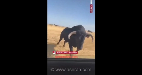 حمله ناگهانی گاو به خودروی در حال حرکت در اسپانیا