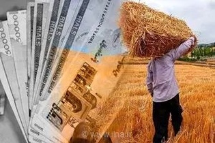 فشار معیشتی بر گندم‌کاران به دلیل تأخیر در پرداخت مطالبات؛ وعده دولت برای تسویه حساب تا هفته آینده