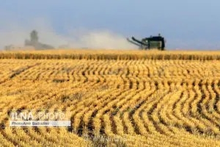 ثبت رکورد طلایی در تولید گندم؛ خرید تضمینی از مرز ۷.۵ میلیون تن گذشت و مطالبات کشاورزان پرداخت می‌شود